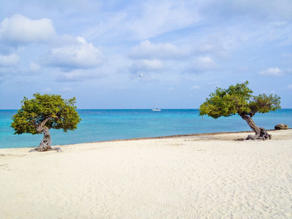 Famous-Fofoti-trees-at-Eagle-Beach-Aruba