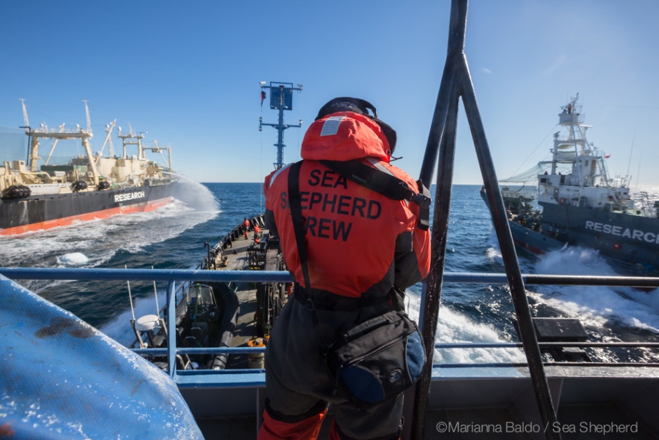 Bob Barker against the Nisshin Maru and the Yoshin Maru 2 © Sea Shepherd / Marianna Baldo